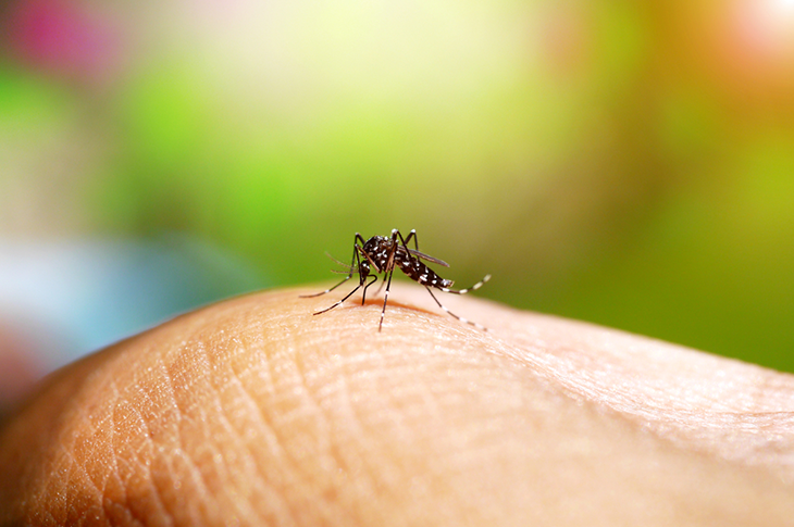 ¡Conócelo ya! Controla a los mosquitos de forma natural con este sencillo y decorativo truco