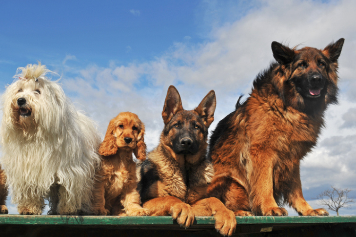 Quiz ¿Qué raza de perro eres según tu personalidad?