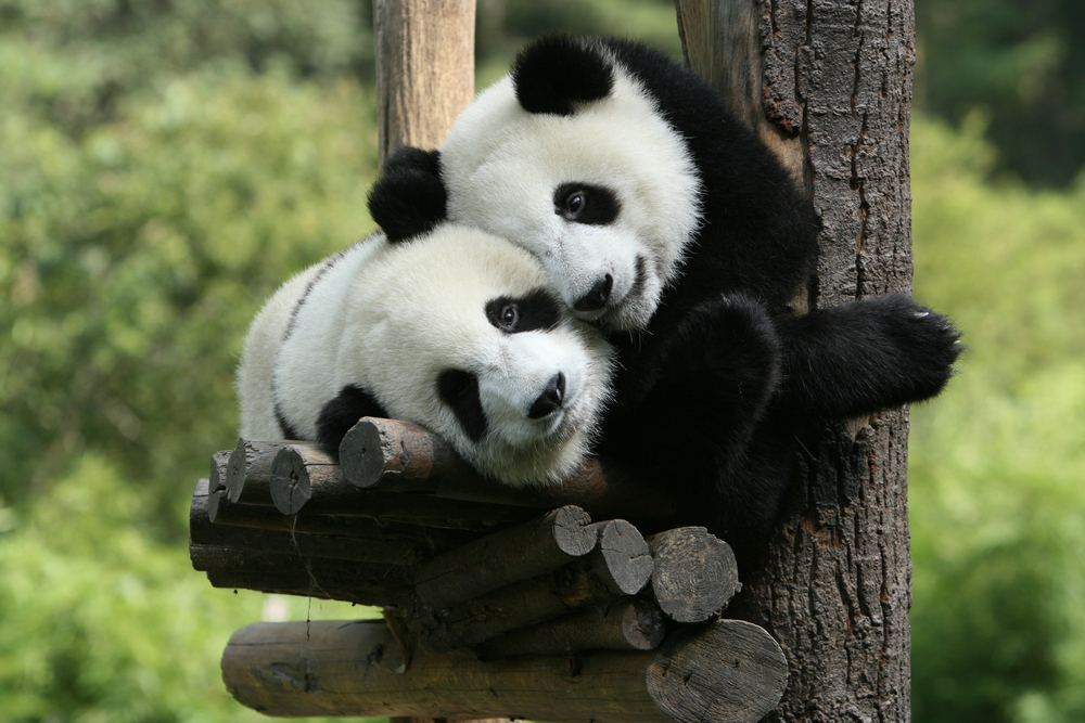  ZTE Proyecto Panda Digital para la conservación del panda gigante