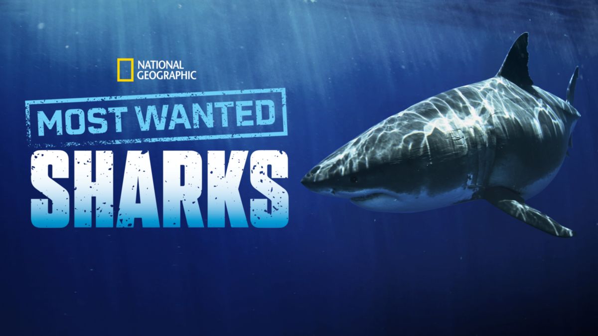 Most wanted sharks