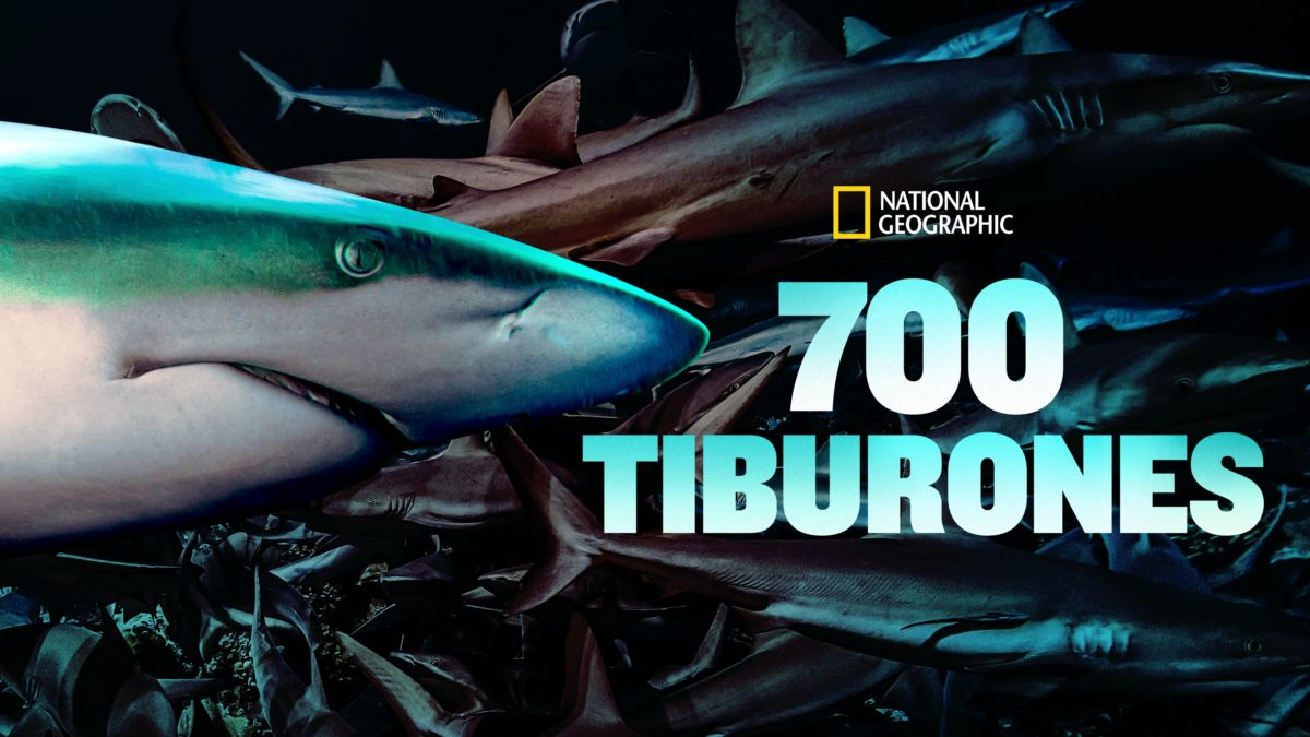 700 Tiburones