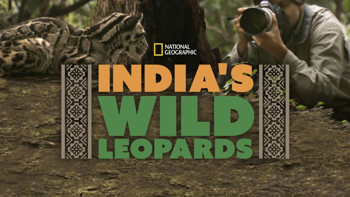 India’s wild leopards