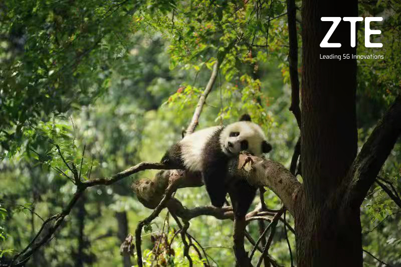 ZTE presenta Proyecto Panda Digital