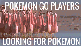 Meme sore jugadores de Pokémon Go